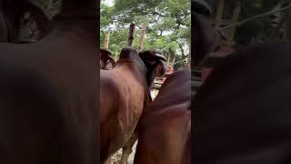 Biggest cows of Bangladeshi cattle market [upl. by Madeline681]