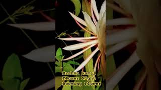 Brahma kamal Flower Night Booming Flower daily life vlogs Gardening brahmakamalflowerbramhakamal [upl. by Adal]