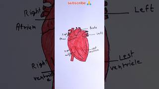 how to draw human heart diagram Heart Diagram class 8 to class 12 heart drawing shorts ytshorts [upl. by Skippy]