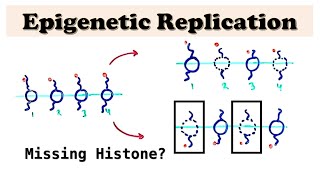 Epigenetic Replication during DNA Replication  Replicating histones and DNA methylation [upl. by Ettelrats]