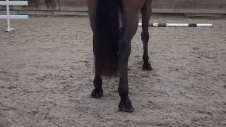 NIELS SE APLOMBS JOHNNIE WALKER VDL x ORAME  Gelding 2018 [upl. by Notslah93]