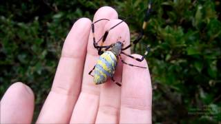 Jorō Spider Nephila Clavata on My Hand ジョロウグモを手にのせる [upl. by Eaton]