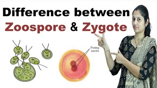 Difference between Zoospore and Zygote in Hindi [upl. by Carree57]