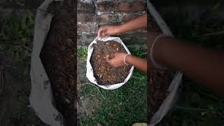 how to grow Marigold plant from seeds Homegardeningtrendingplants viralvideoshort [upl. by Perren921]