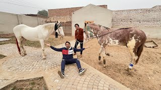 Big Zoo Me Horses Agai 😍 Or Chala Bhi Giya [upl. by Daggna]