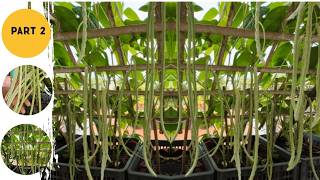 No garden required Take advantage of plastic baskets to grow cowpeas to provide food for the family [upl. by Balling543]