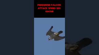 Bald Eagle vs Peregrine Falcon Speed vs Power 🦅💥 Animals PeregrineFalcon BaldEagle [upl. by Kendall]