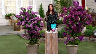 Barbara King 2Piece Reblooming Lilac Josee Live Plants on QVC [upl. by Enalahs921]