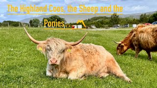 The Highland Coos the Sheep and the Ponies… 〽️ [upl. by Ttayh]