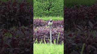 Blackcollared starling 台灣 台北 黑領椋鳥 taiwan taipei [upl. by Cadell]