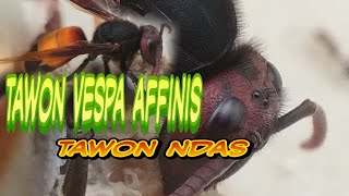 Tawon Vespa affinis [upl. by Ettennyl323]