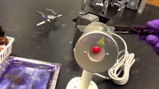 Lab Protocol  Gram Staining Unit 6 Prokaryotes [upl. by Niwdla]