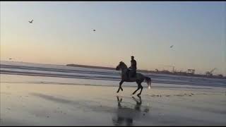 Essaouira horse riding Sunset Morocco🏇رياضة ركوب الخيل في شاطئ الصويرة المغرب [upl. by Farly156]