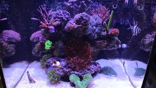 REDSEA NanoReef Max LED AI PRIME SPS LPS recifal red sea aquarium nano max 75L [upl. by Husain44]