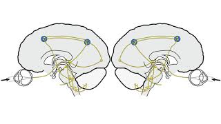 RS Supranuclear Ocular Motor Pathways Part 2  Vertical Saccades [upl. by Nwahsem134]