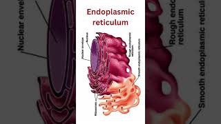 Endoplasmic reticulum smooth endoplasmic reticulum rough endoplasmic reticulum smoothER roughER [upl. by Jandel]