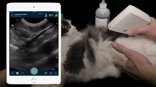 How to Perform FAST Ultrasound of Cat Abdomen Dr Soren Boysen Demonstrates Using Clarius Ultrasound [upl. by Pippas]