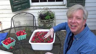 How to Freeze Strawberries [upl. by Rufus]