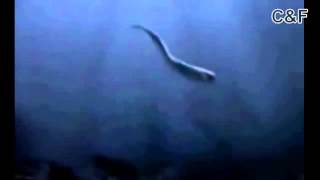 Real mermaid found from atlantis amazing footage caught on tape [upl. by Yvette]