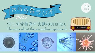 きらら舎ラジオ 005 ウニの受精発生実験のおはなし  The story about the sea urchin experiment [upl. by Hesler]