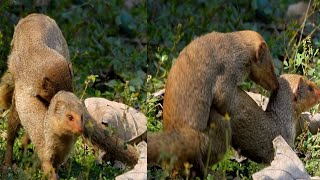 Neola love Mongoose have a summertime breeding season rendezvous to increase their kind [upl. by Analle958]