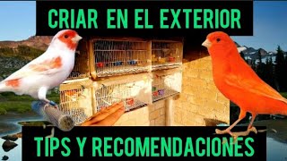 COMO CRIAR CANARIOS Y AVES DEL AVIARIO EN EL EXTERIOR [upl. by Clive]