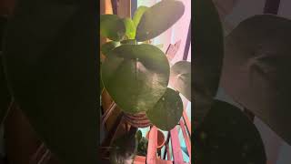 Chinese Money plant  Pilea Peperomioides peperomia [upl. by Tarr]