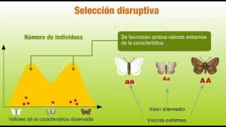 Tipos de selección natural [upl. by Retepnhoj]