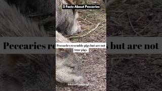 shorts peccaries animalfacts [upl. by Nolubez]