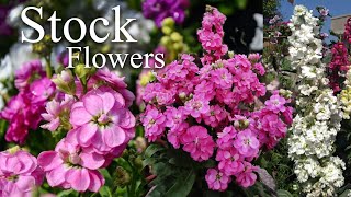 Growing Stock Flower Matthiola incana How to Grow Stock Flower Plants [upl. by Nove]