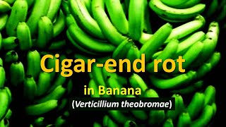 How to manage Cigar end rot in Banana crop Verticillium theobromae [upl. by Anrat]