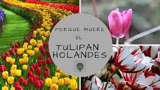 PORQUE NO VUELVE A FLORECER EL TULIPAN HOLANDES   REPRODUCCION [upl. by Odraleba810]