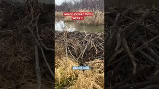 Maine beaver dam week 2 beaver beaverdamremoval [upl. by Latreshia13]