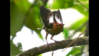 Amazing club winged manakin mating display video by Hans Heinz in Ecuador [upl. by Eugnimod111]