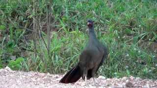 CANTO do ARACUÃDOPANTANAL ORTALIS CANICOLLIS CHACO CHACHALACA CHARATA [upl. by Soracco]