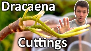 How to Grow Dracaena Plant from Cuttings  Dragon Tree Propagation [upl. by Kirit194]