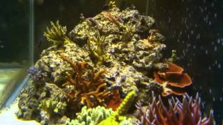 Coral Growth Time Lapse [upl. by Nitsirhc469]