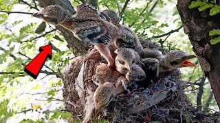 Latora babies going to jump off from nest BirdPlusAnimals [upl. by Drucilla8]