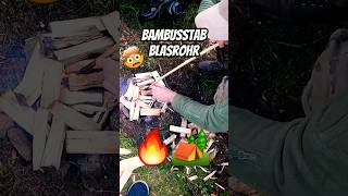 Bambus Blasrohr 🎋 outdoor bushcraft survival natur forest woods urbex camping wald feuer [upl. by Assina]