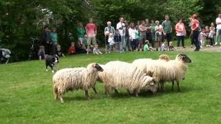 Lentedag Kinderboerderij [upl. by Latrice365]