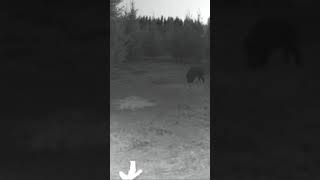 Mežacūku medības Kad mežacūkai ir jautriFunny Wild Boar [upl. by Nohcim593]