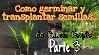 Como Germinar y Transplantar semillas de Palma Kerpis palms seeds parte 3 [upl. by Lord791]