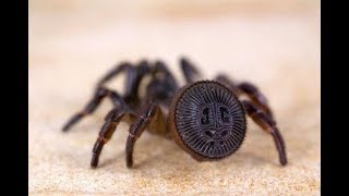 La Araña Cyclocosmia  Documental 🕷 [upl. by Ettezoj209]