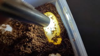 Hognose babies hatching next week plus feeding my adults [upl. by Idell]