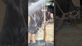 Muscular Goyal Bull Getting Showered  Goyal Farming in Bangladesh 2025 [upl. by Cynde]