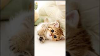 Cute kitty in bed 😻💞 cat anime cute pets viralvideo shorts [upl. by Mihar82]