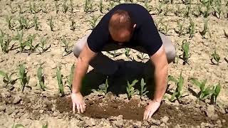 Goutte à goutte maïs  Drip irrigation on corn [upl. by Howie]