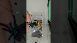 Caribena Versicolor juvie  Antilles Pinktoe Tarantula Rehousing [upl. by Elleirda48]