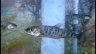 レイクトラウト Lake trout Salvelinus namaycush [upl. by Haela27]