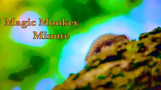 Magic Monkey Minute [upl. by Mahmud281]